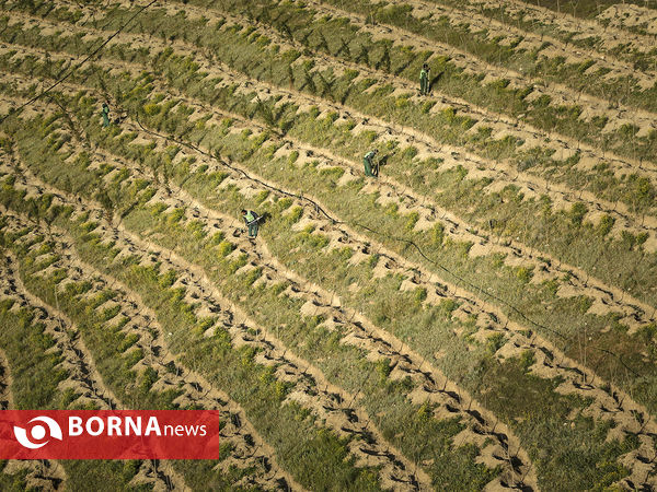 بازدید اعضای شورای شهر تهران از پروژه جنگلکاری 1250 هکتاری