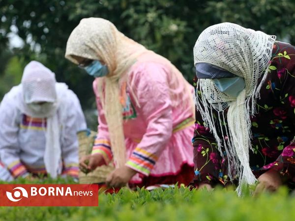 برداشت نخستین برگ چای در سال ۱۴۰۰