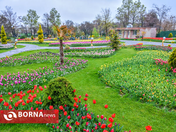 جشنواره گل‌های لاله