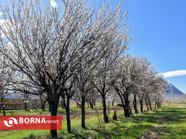 شکوفه های بهاری