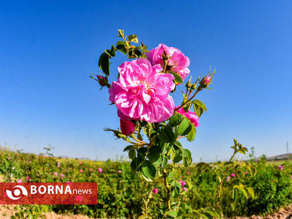 برداشت گل محمدی در شهر ساروق
