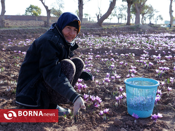 آغاز فصل برداشت طلای سرخ