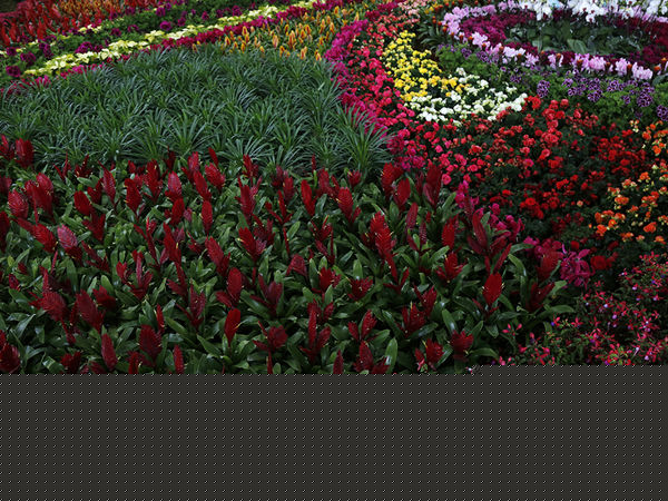 شانزدهمین نمایشگاه بین المللی گل و گیاه تهران