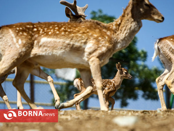 گوزن زرد ایرانی