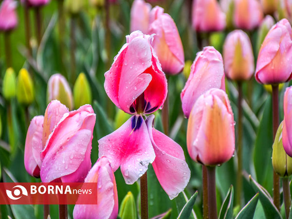 جشنواره گل‌های لاله