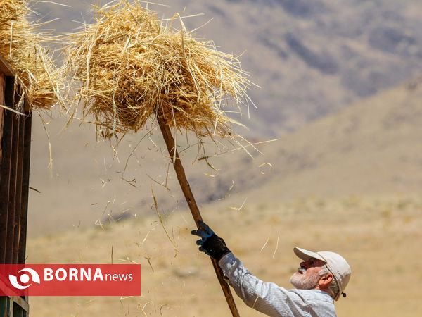 برداشت سنتی جو دیم