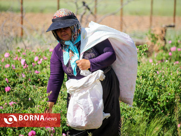 برداشت گل محمدی در شهر ساروق
