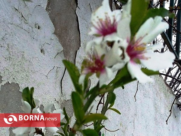رویش گلهای بهاری