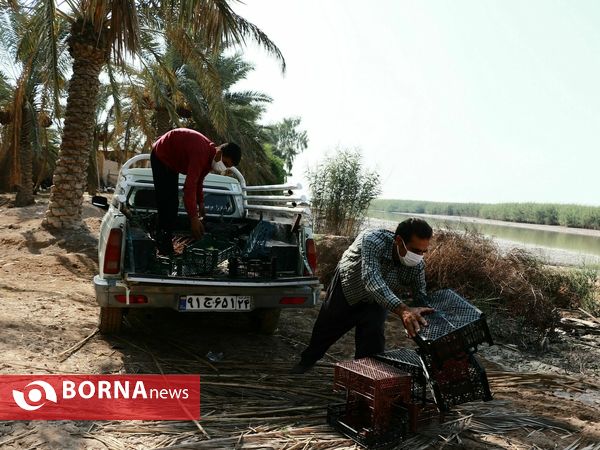 برداشت خارک و رطب روستای امام حسن(ع)