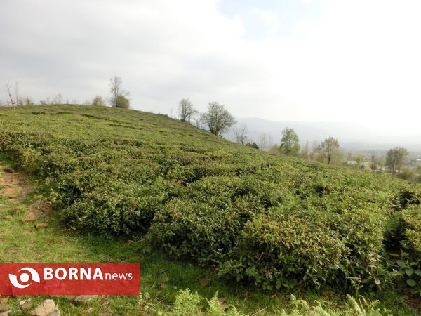 بهار در روستای سقالکسار رشت