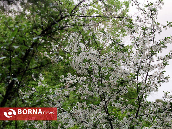 بهار درباغ ارم- شیراز