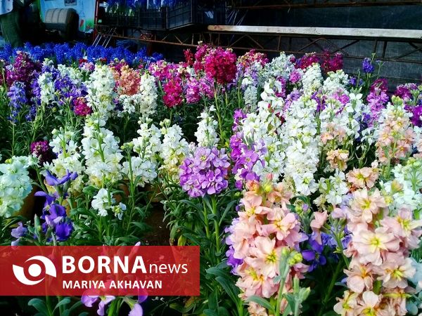 جشنواره گل و گیاه رشت 