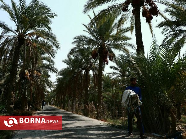 برداشت خارک و رطب روستای امام حسن(ع)