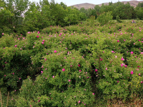 برداشت گل محمدی در روستای عنصرود