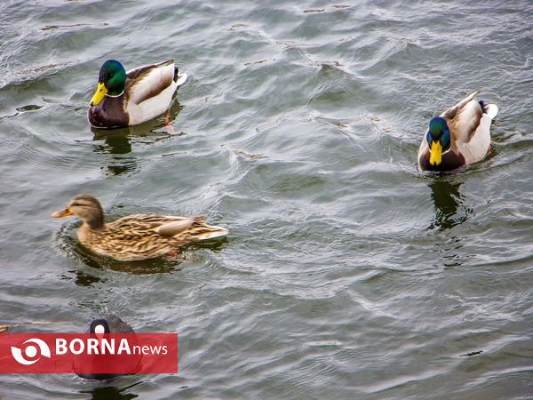 زریبار کردستان