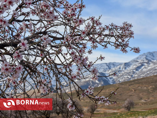 شکوفه های بهاری