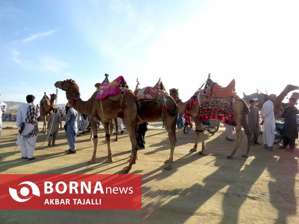 مسابقات شتر دوانی در چابهار 