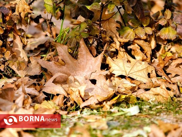 آخرین لحظات پاییزی