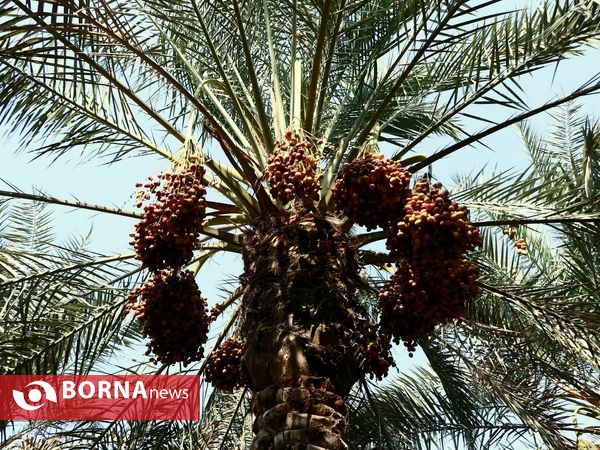 برداشت خارک و رطب روستای امام حسن(ع)