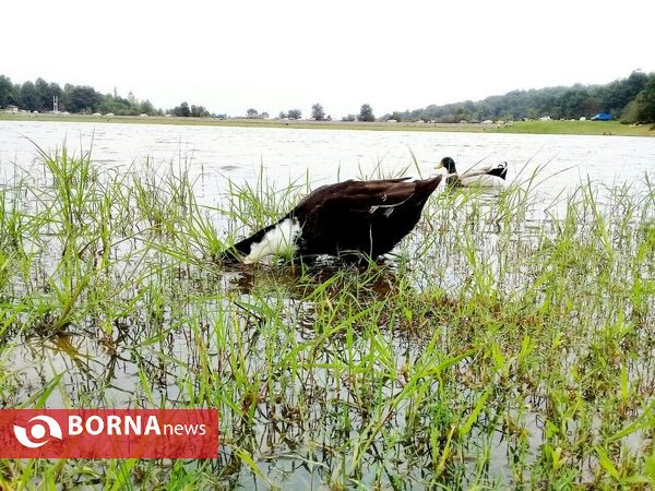 چشم اندازی از طبیعت گیلان _ شهریور 1400