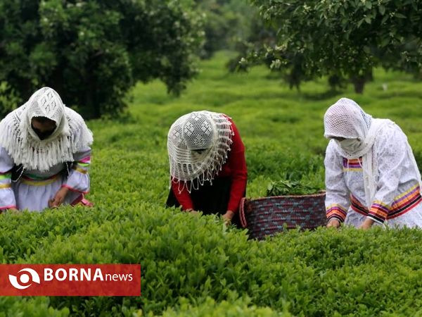 برداشت نخستین برگ چای در سال ۱۴۰۰