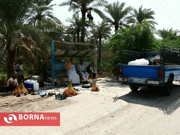 برداشت خارک و رطب روستای امام حسن(ع)