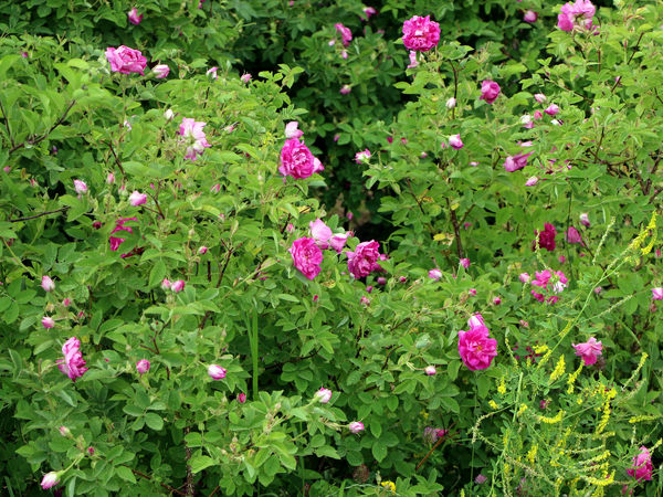 برداشت گل محمدی در روستای عنصرود