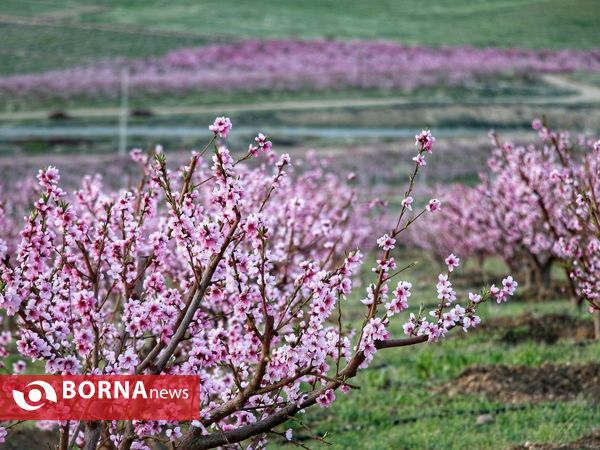 شکوفه های صورتی ارومیه