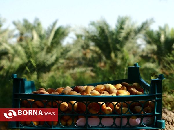 برداشت خارک و رطب روستای امام حسن(ع)