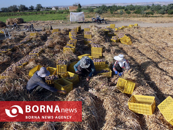 تیمورلو، پایتخت سیر ایران