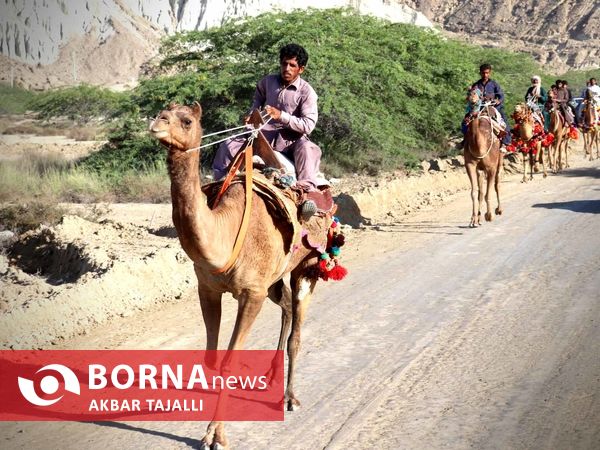 مسابقات شتر دوانی در چابهار 