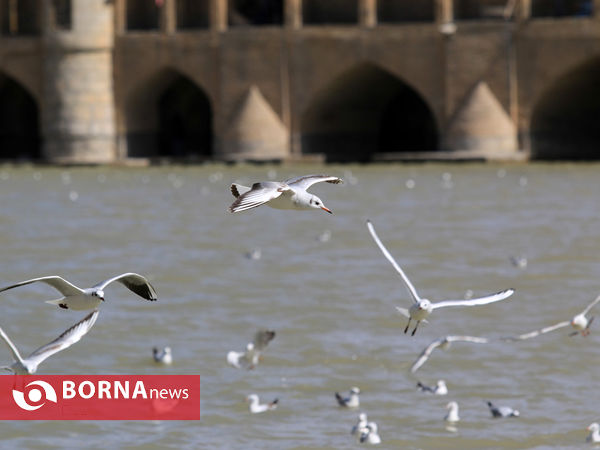 زاینده رود در بهار