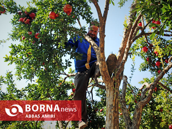 دقیقه 90 برداشت انار کوهمره سرخی