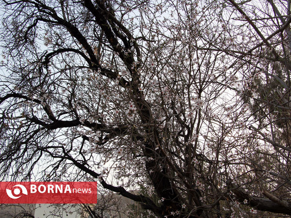 شکوفه های بهاری-شیراز