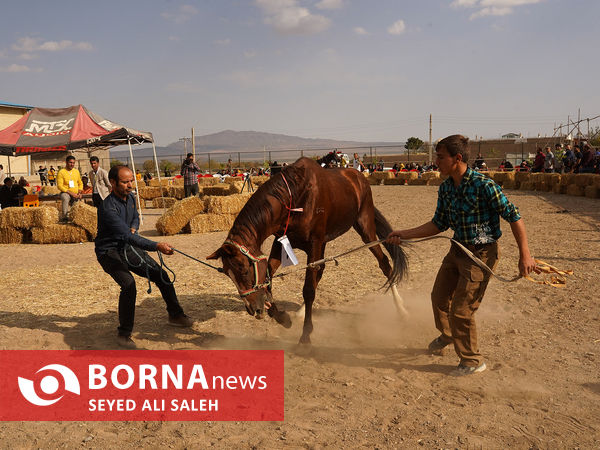 مسابقات زیبایی اسب ترکمن