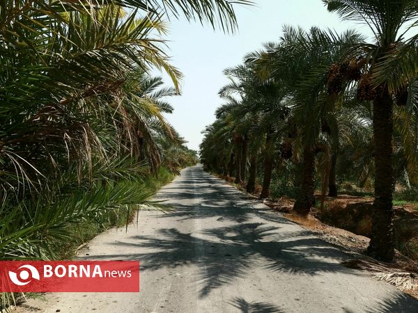 برداشت خارک و رطب روستای امام حسن(ع)