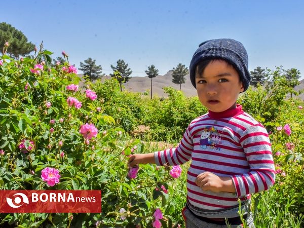 برداشت گل محمدی در دلیجان