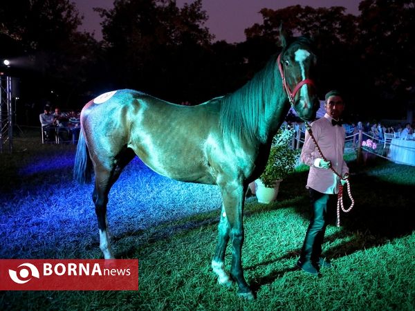 اولین حراج اسب های ۱۷ ماه تهران