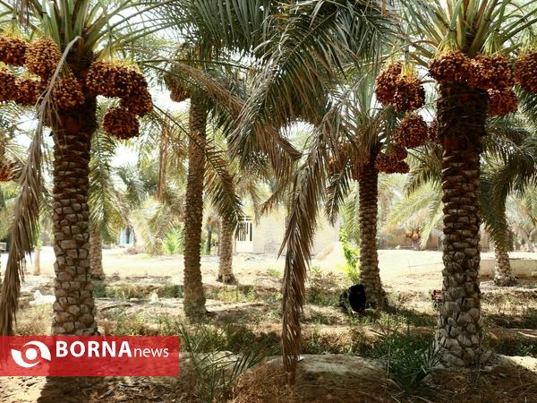 برداشت خارک و رطب روستای امام حسن(ع)