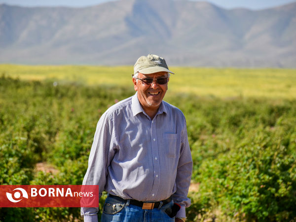 برداشت گل محمدی در شهر ساروق