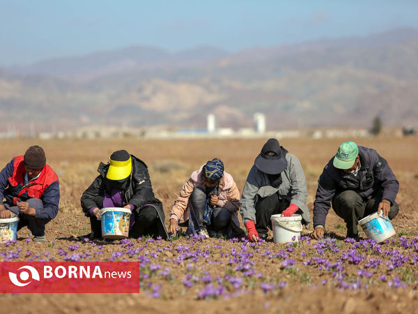 فصل برداشت طلای سرخ از مزارع زعفران تربت حیدریه