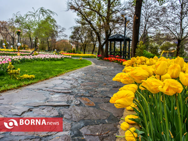 جشنواره گل‌های لاله