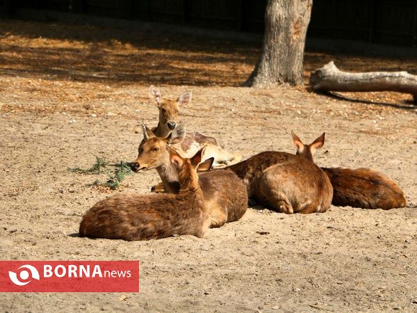 پارک ملی جانورشناسی دهلی نو