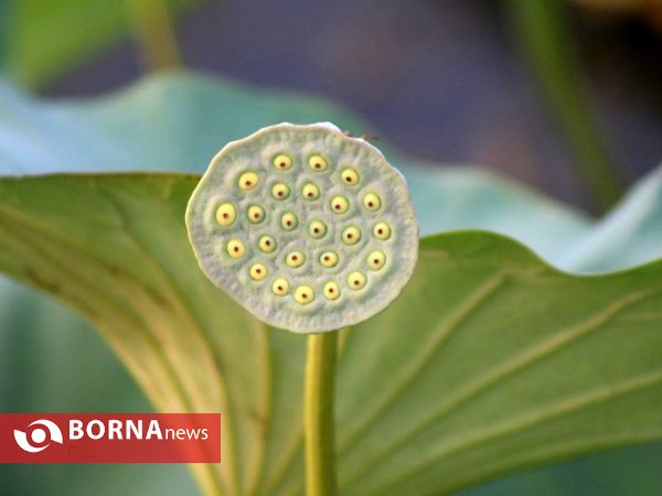 تالاب بین المللی امیر کلایه _ لاهیجان