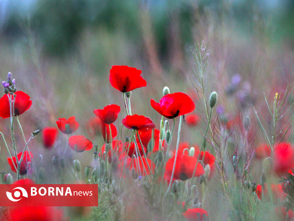 دشت شقایق ها  روستای گوار - اراک