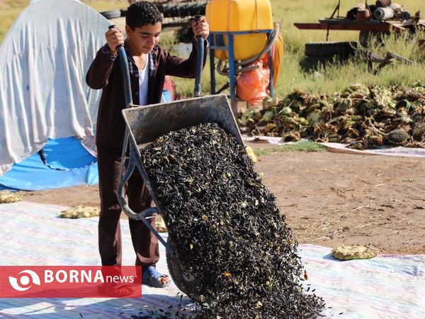 برداشت تخم آفتابگردان از شهر آفتابگردان ها خوی