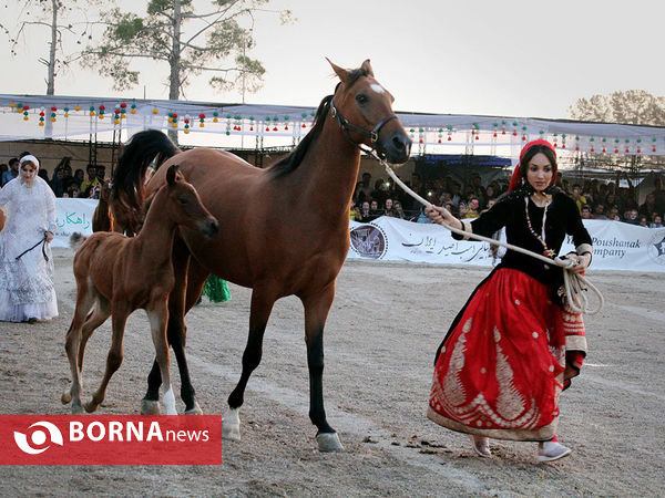 جشنواره بین المللی زیبایی اسب اصیل ایرانی در شیراز