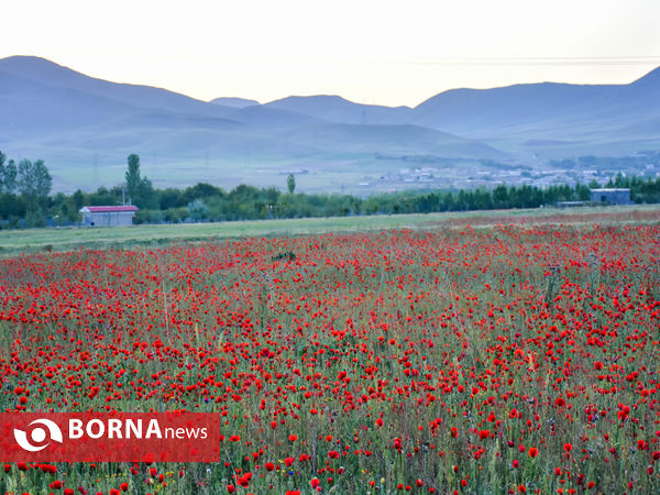 دشت شقایق ها  روستای گوار - اراک