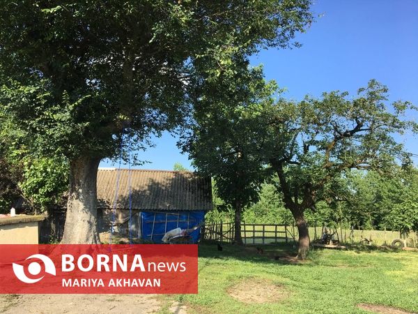 پسیخان رشت جاذبه طبیعی و گردشگری استان گیلان