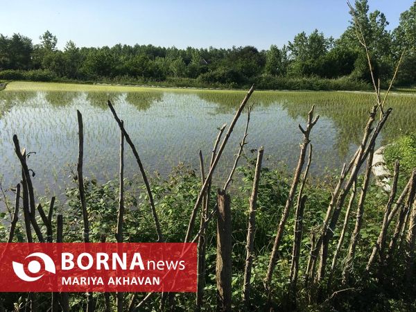 پسیخان رشت جاذبه طبیعی و گردشگری استان گیلان